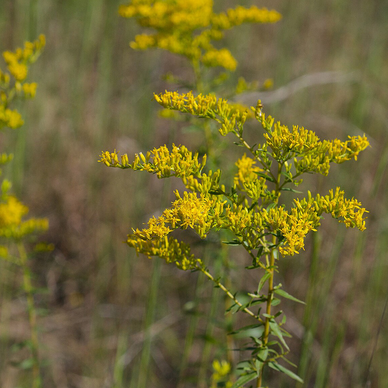 SOLIDAGO 'ODORA' 1G