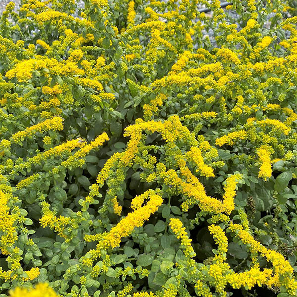 SOLIDAGO 'GOLDEN FLEECE' 1G