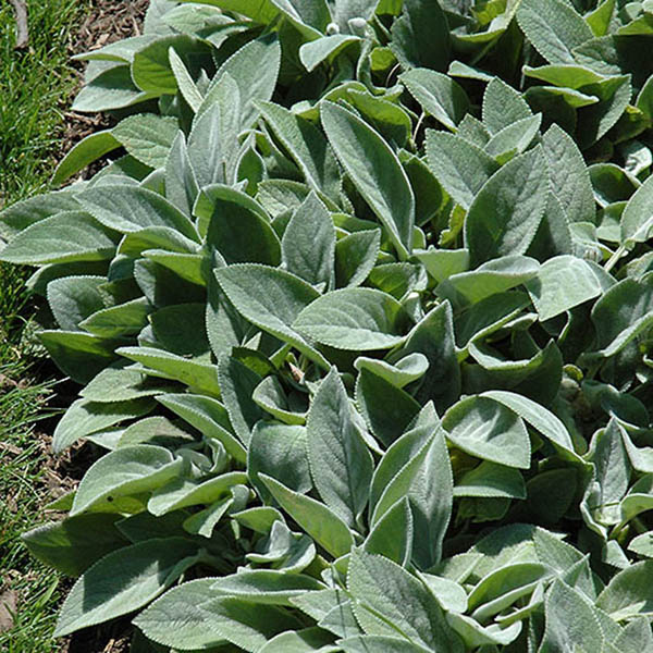SOLIDAGO FLEXICAULIS 1G