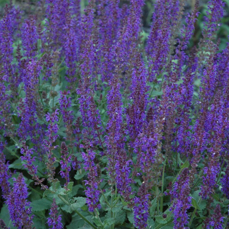 SALVIA 'MAY NIGHT' 2G