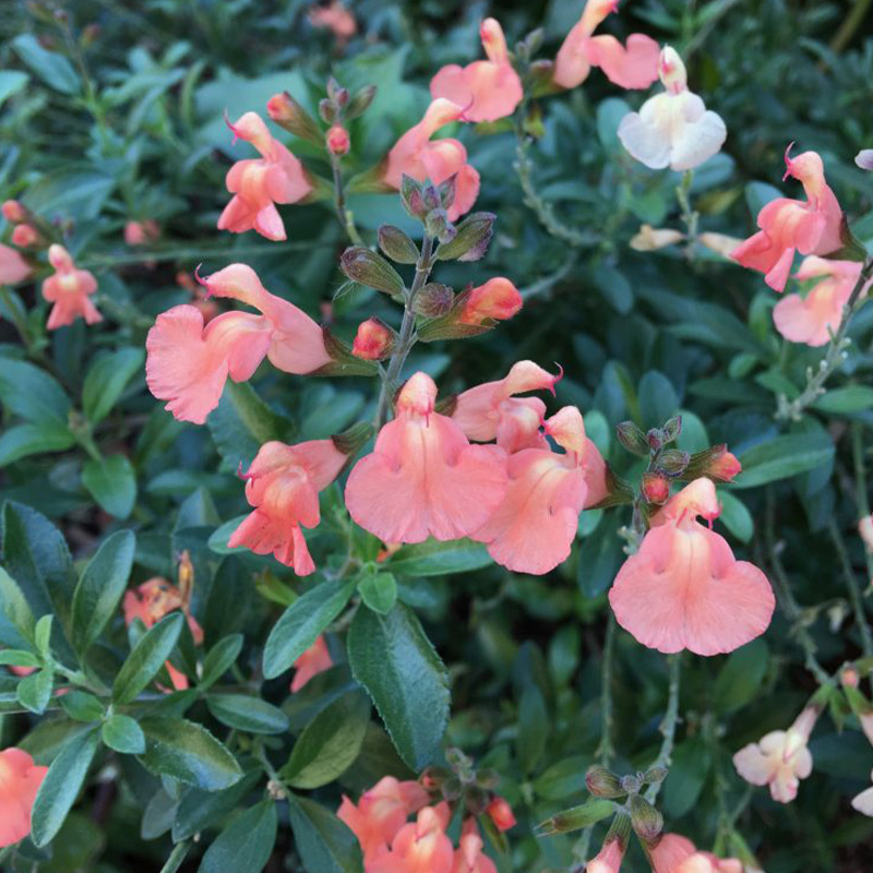 SALVIA 'CALIFORNIA SENSET' 1G