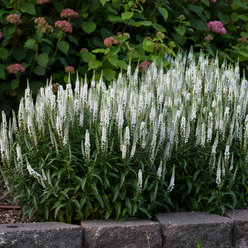 VERONICA 'MS WHITE WANDS' 1G
