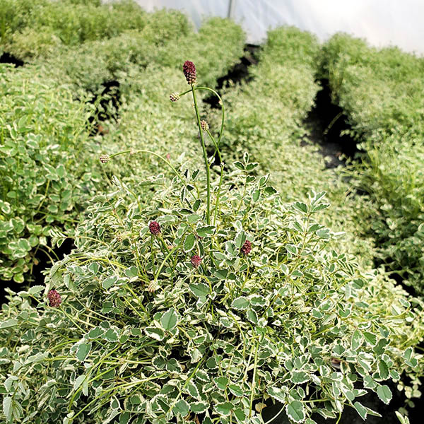SANGUISORBA 'LILAC SQUIRREL' 1G