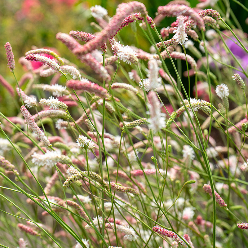 SANGUISORBA 'STRAWBERY FROST' 1G