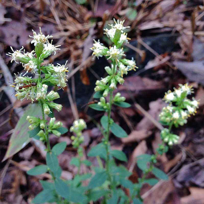 SOLIDAGO BICOLOR 1G