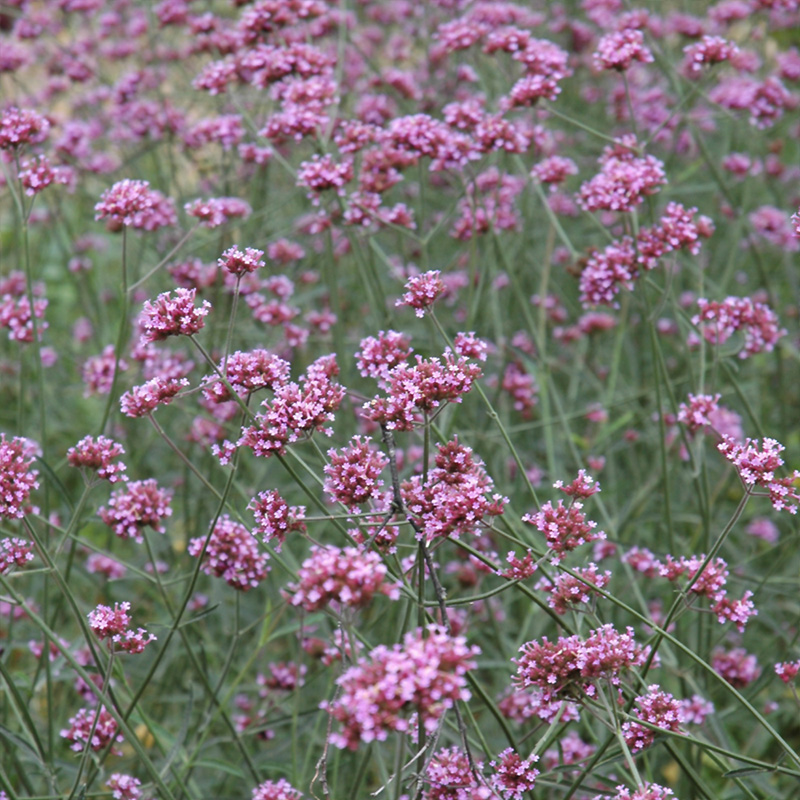 VERBENA BONARIENSIS QT