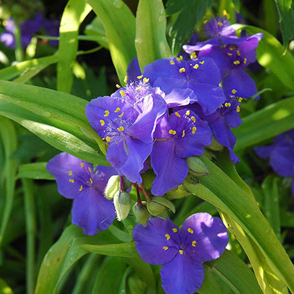 TRADESCANTIA 'SWEET KATE' 1G