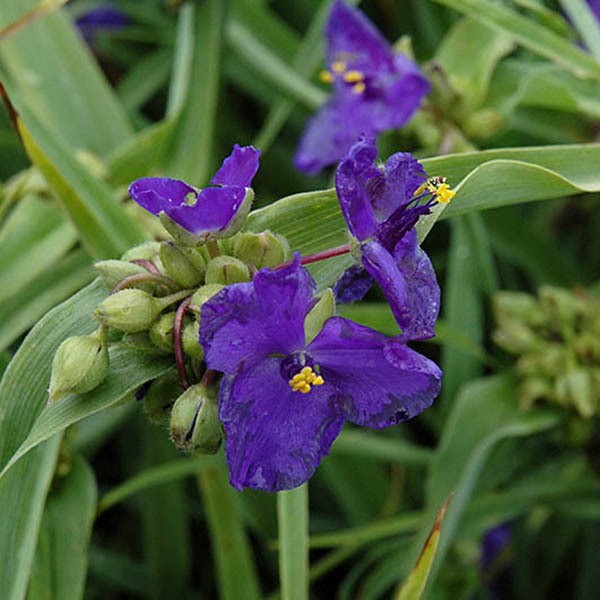 TRADESCANTIA 'ZWANENBURG' 1G