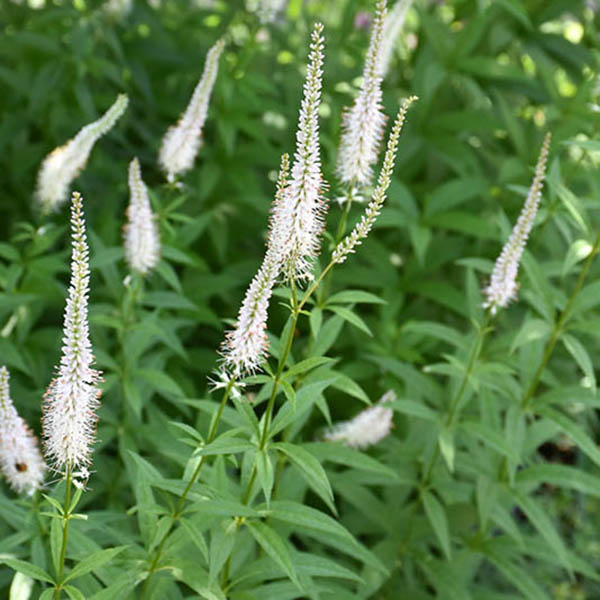 VERONICASTRUM 'VIRGINICUM' 1G
