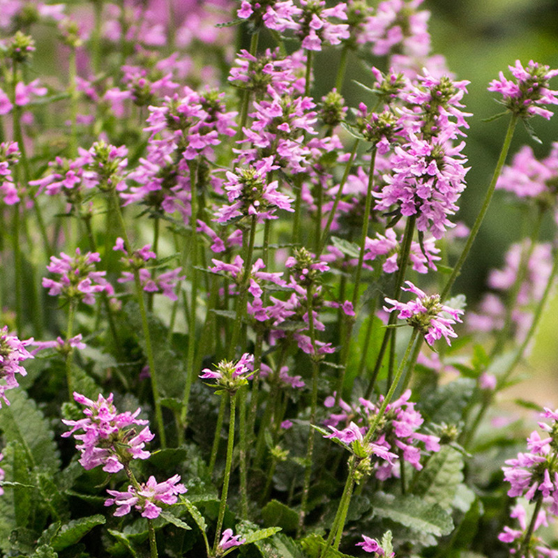 STACHYS 'SUMMER CRUSH' 1G