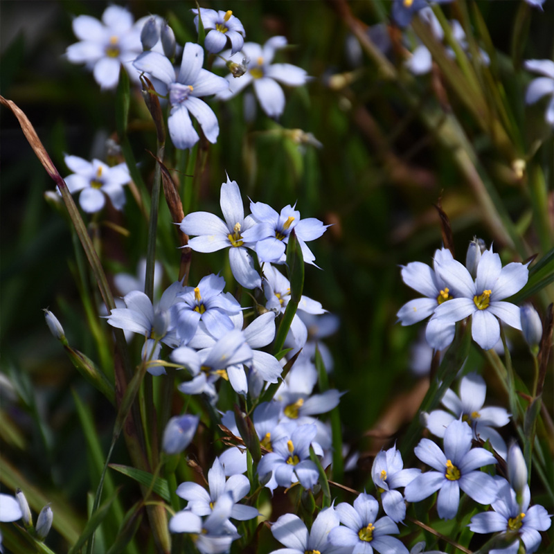 SISYRINCHIUM 'SUWANNEE' 1G