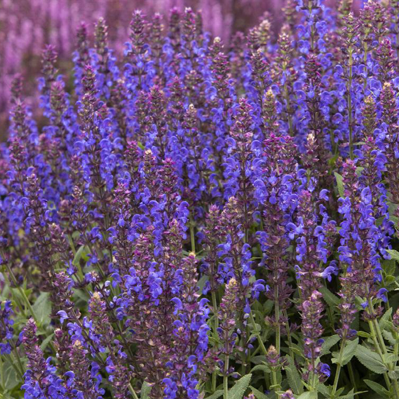 SALVIA 'APEX BLUE' 1G