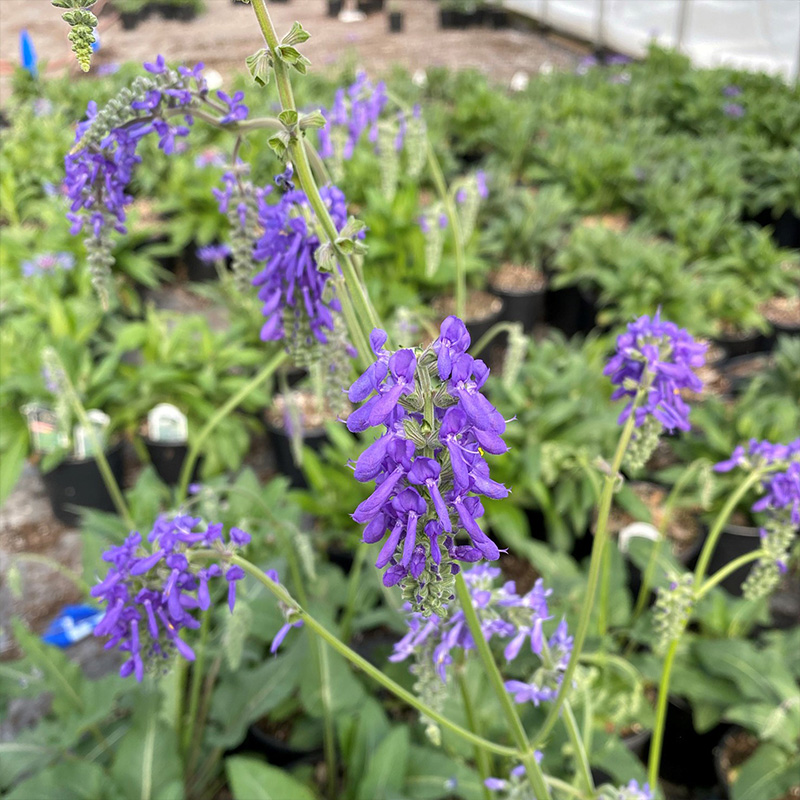 SALVIA 'NUTANS' 1G