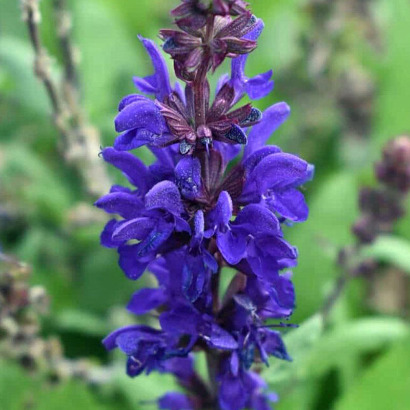 SALVIA 'DARK MATTER' 1G