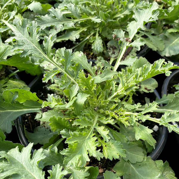 Scabiosa 'vivid Violet' 1g