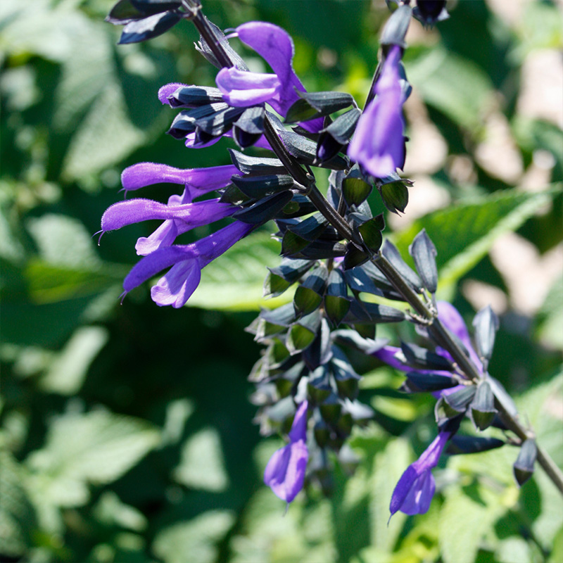SALVIA 'RHYTHM AND BLUES' 1G