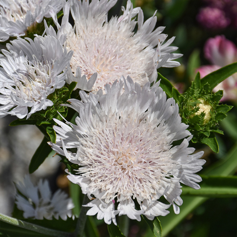 STOKESIA 'WHITECAPS' 1G