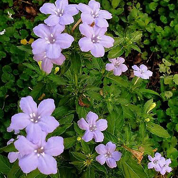 RUELLIA 'HUMILIS' 1G
