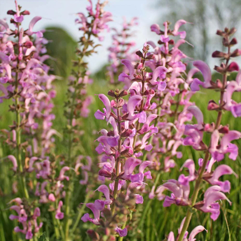 SALVIA 'ROSE RHAPSODY' QT