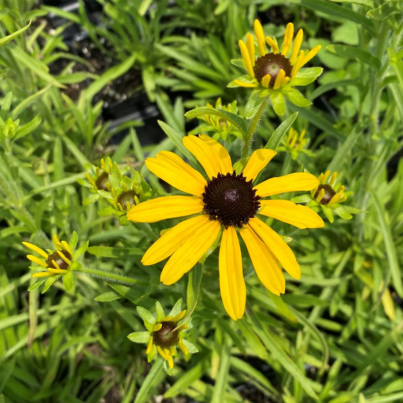 RUDBECKIA 'SWEET AS HONEY' 1G