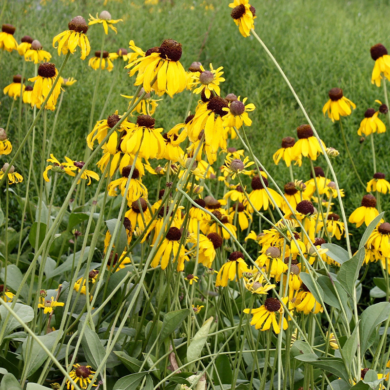 RUDBECKIA 'SUNDANCE' 1G