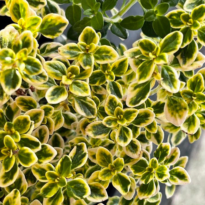 THYMUS 'GOLDEN LEMON' QT