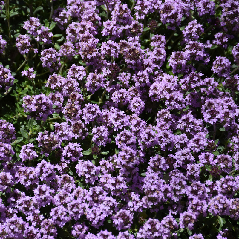 THYMUS 'PINK CHINTZ' QT