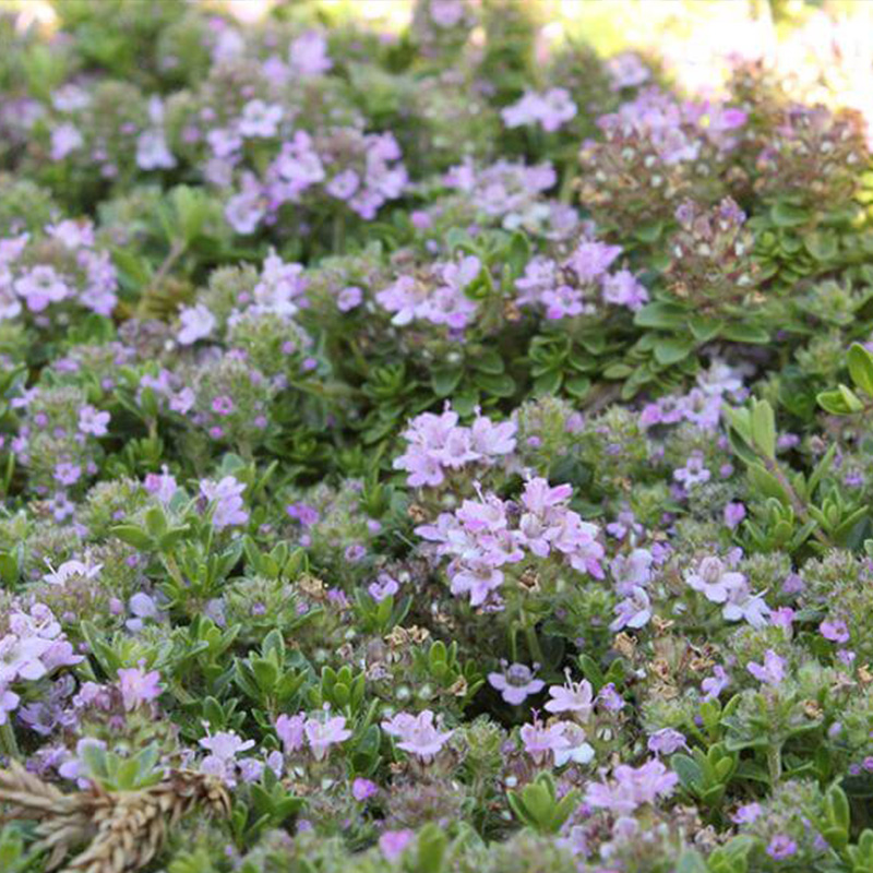THYMUS 'WOOLY MOTHER' 1G