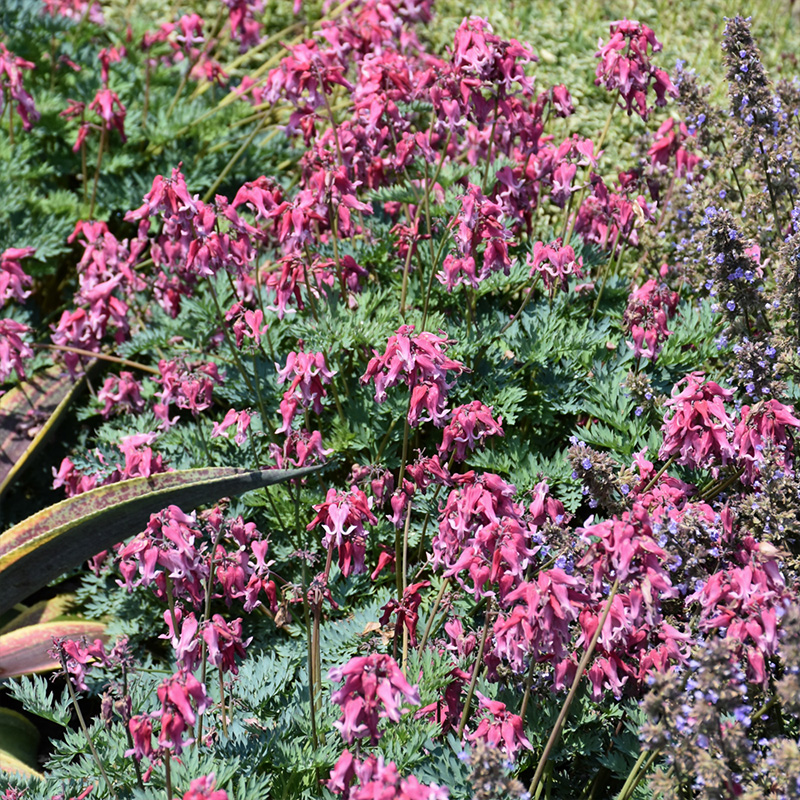 DICENTRA 'PINK DIAMONDS' 1G
