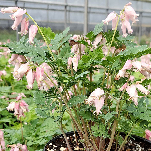 DICENTRA 'LUXURIANT' 1G