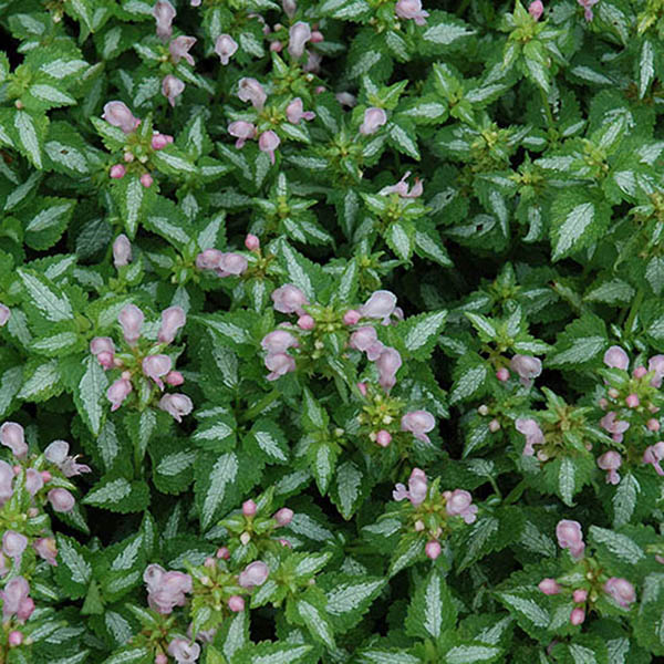 LAMIUM 'SHELL PINK' 1G