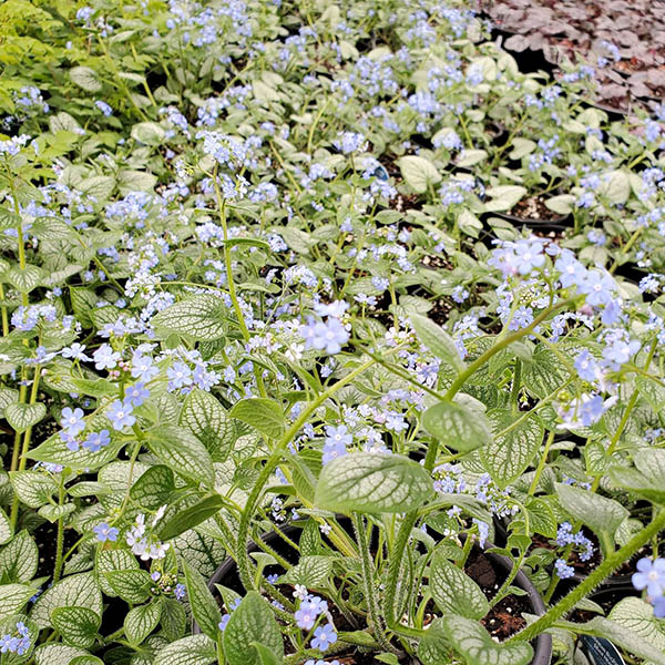 BRUNNERA 'SILVER HEART' 1G