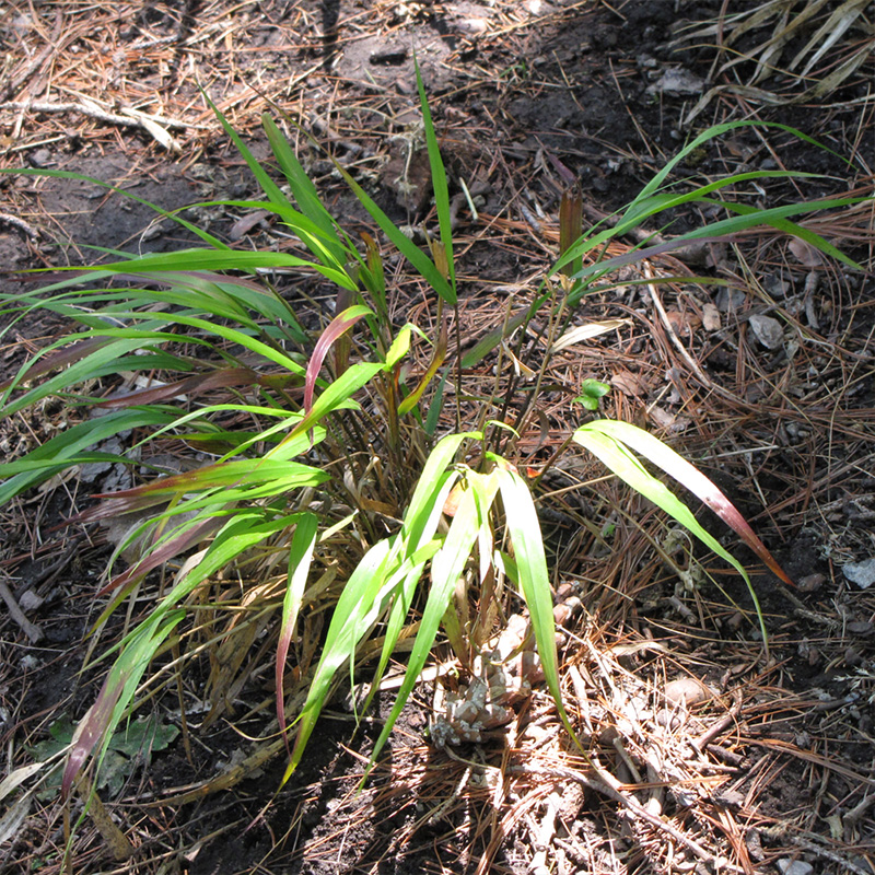 HAKONECHLOA 'BENI KAZE' 1G