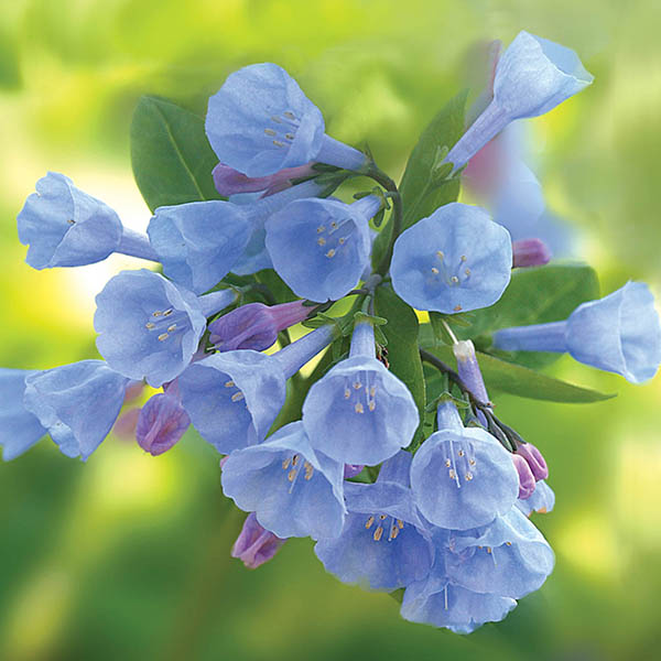 MERTENSIA 'VIRGINICA' 1G