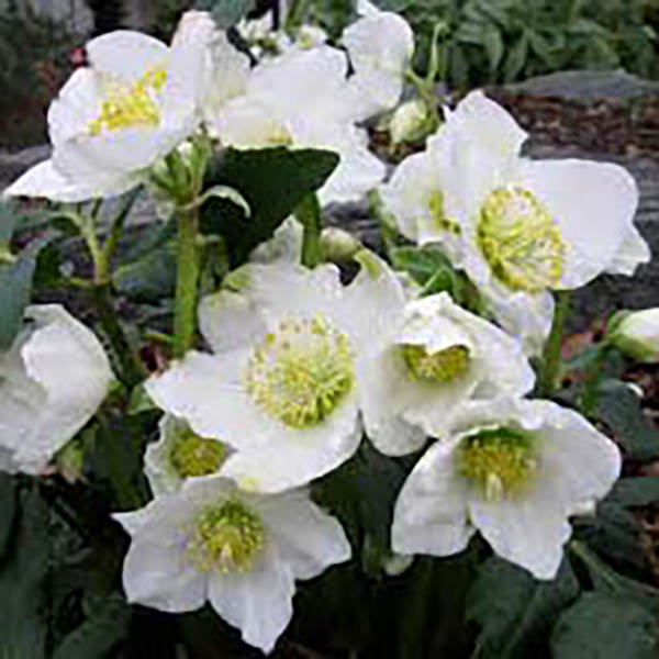 BRUNNERA VARIEGATA 1G