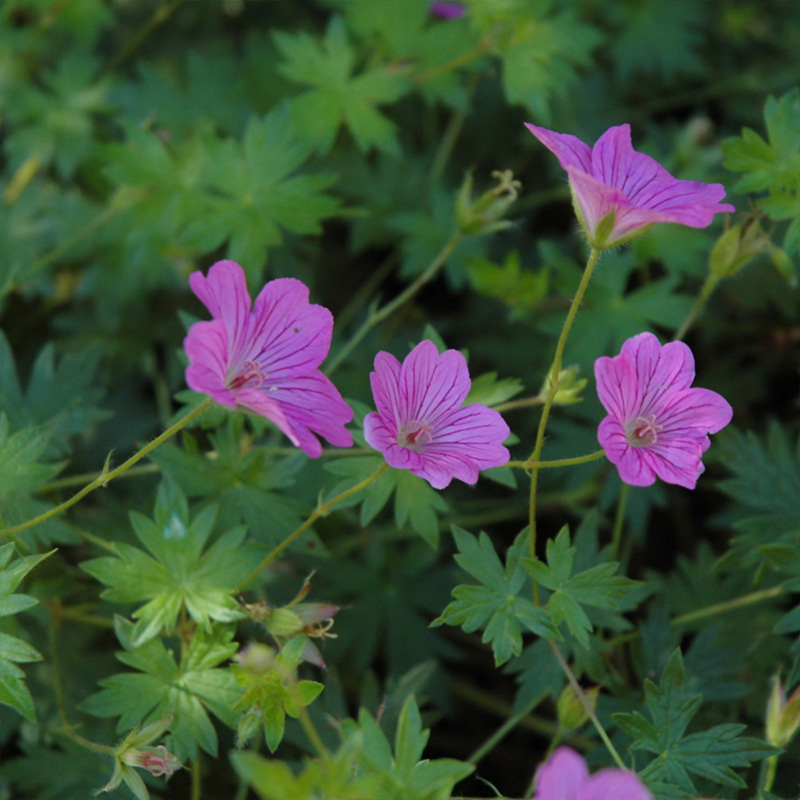 GERANIUM 'BLUSHING TURTLE' 1G