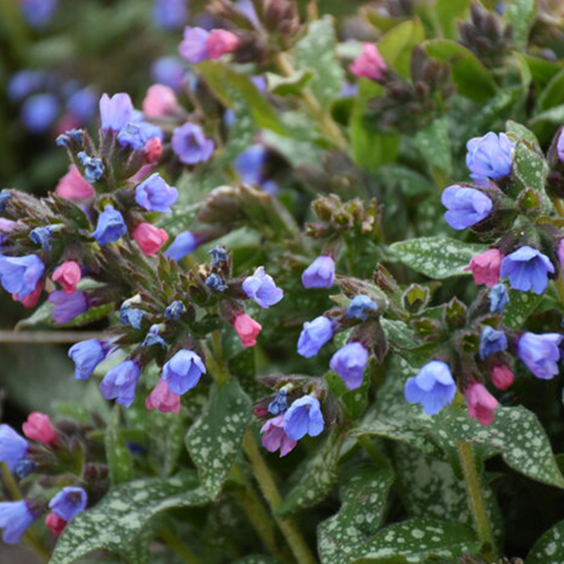 PULMONARIA 'PINK-A-BLUE' 1G