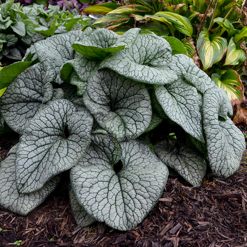 BRUNNERA 'QUEEN OF HEARTS' 1G