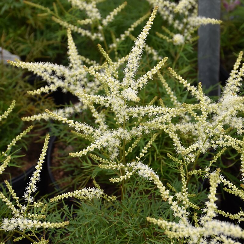 ARUNCUS 'FAIRY HAIR' 1G