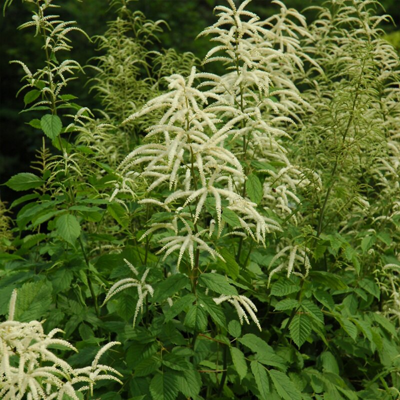 ARUNCUS DIOICUS 3G