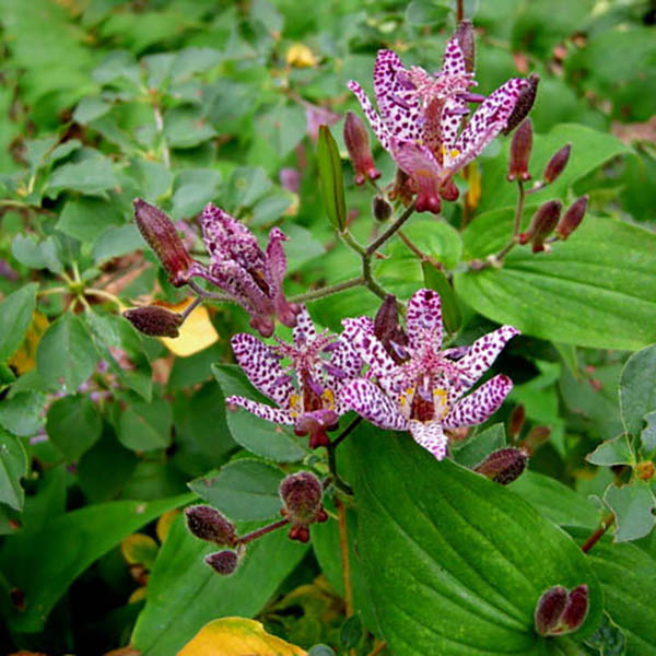 TRICYRTIS 'SINONOME' 1G