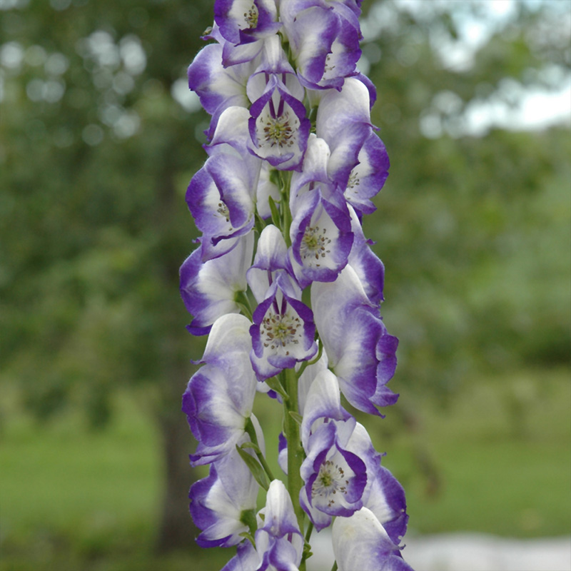 ACONITUM 'BICOLOR' 1G