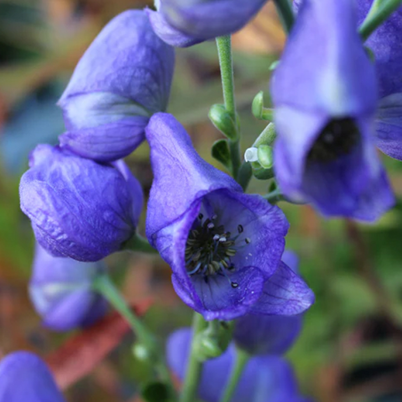 ACONITUM 'ARENDSII' 1G