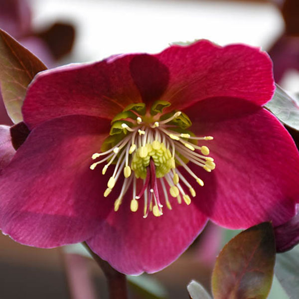 Helleborus x hybridus 'Anna's Red'