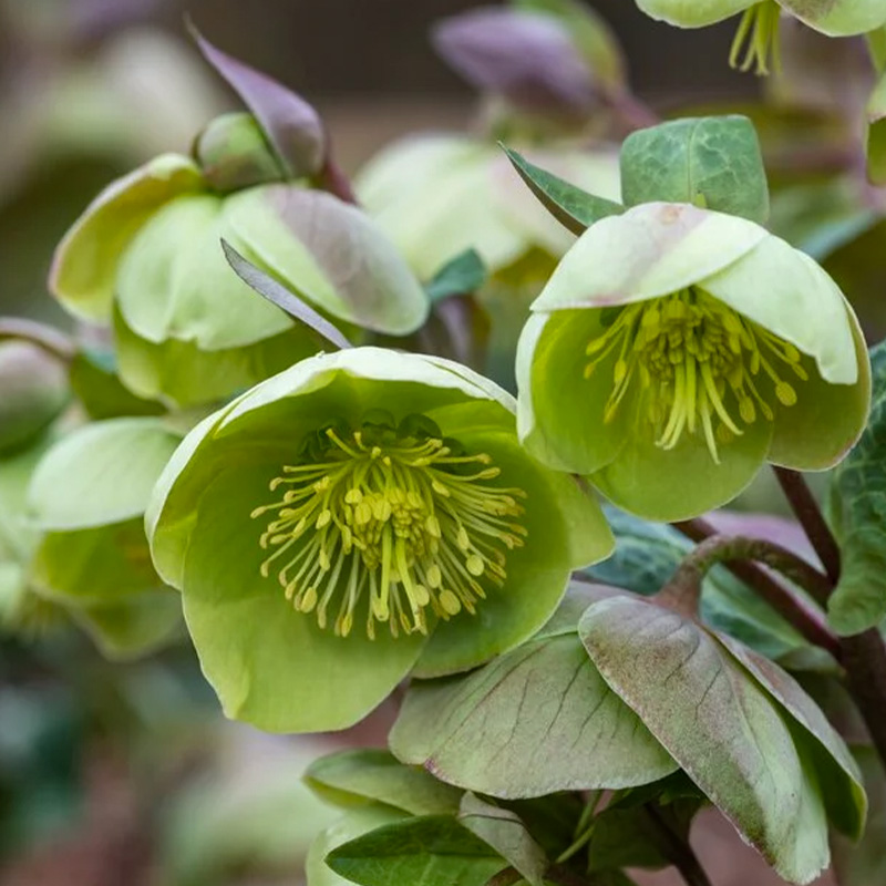 HELLEBORUS 'ILLUMI LIME' 1G