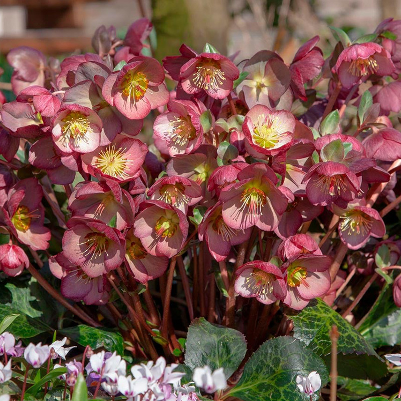 HELLEBORUS 'ELEMENTAL' 1G