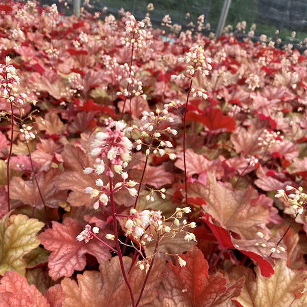 HEUCHERA 'RIO' 1G