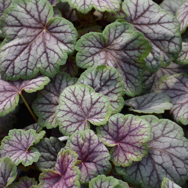 HEUCHERA 'GREEN SPICE' 1G