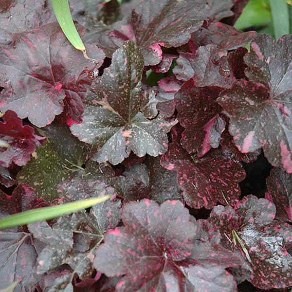 HEUCHERA 'MIDNIGHT ROSE' 1G