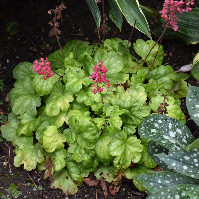HEUCHERA 'TIMELESS GLOW' 1G
